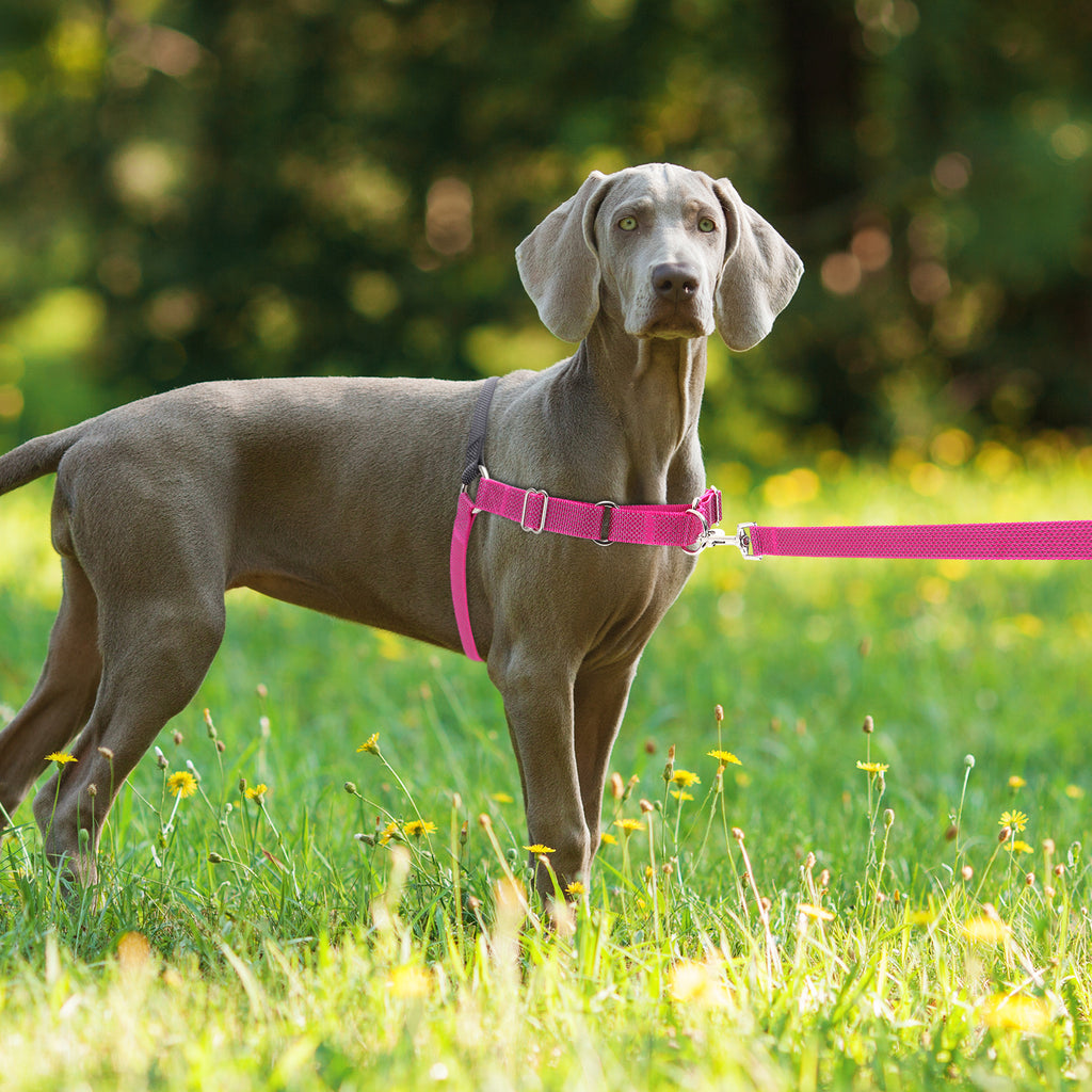 Reflective dog harness, visible & secure fit