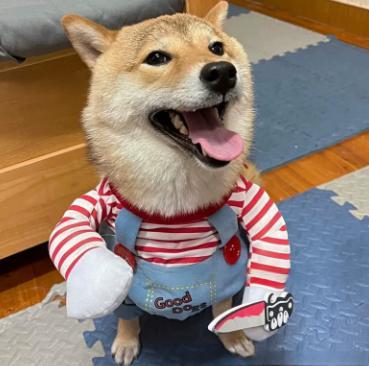 Adjustable dog costume, Halloween cosplay – alternate view