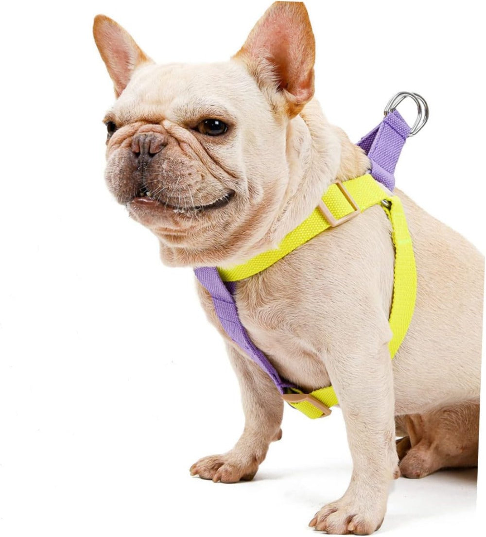 No-pull harness & leash set, small dogs – alternate view