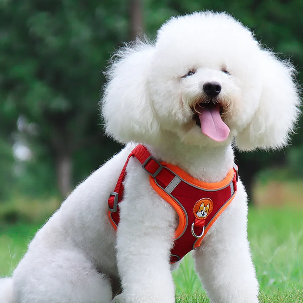 Small dog harness & leash set – alternate view