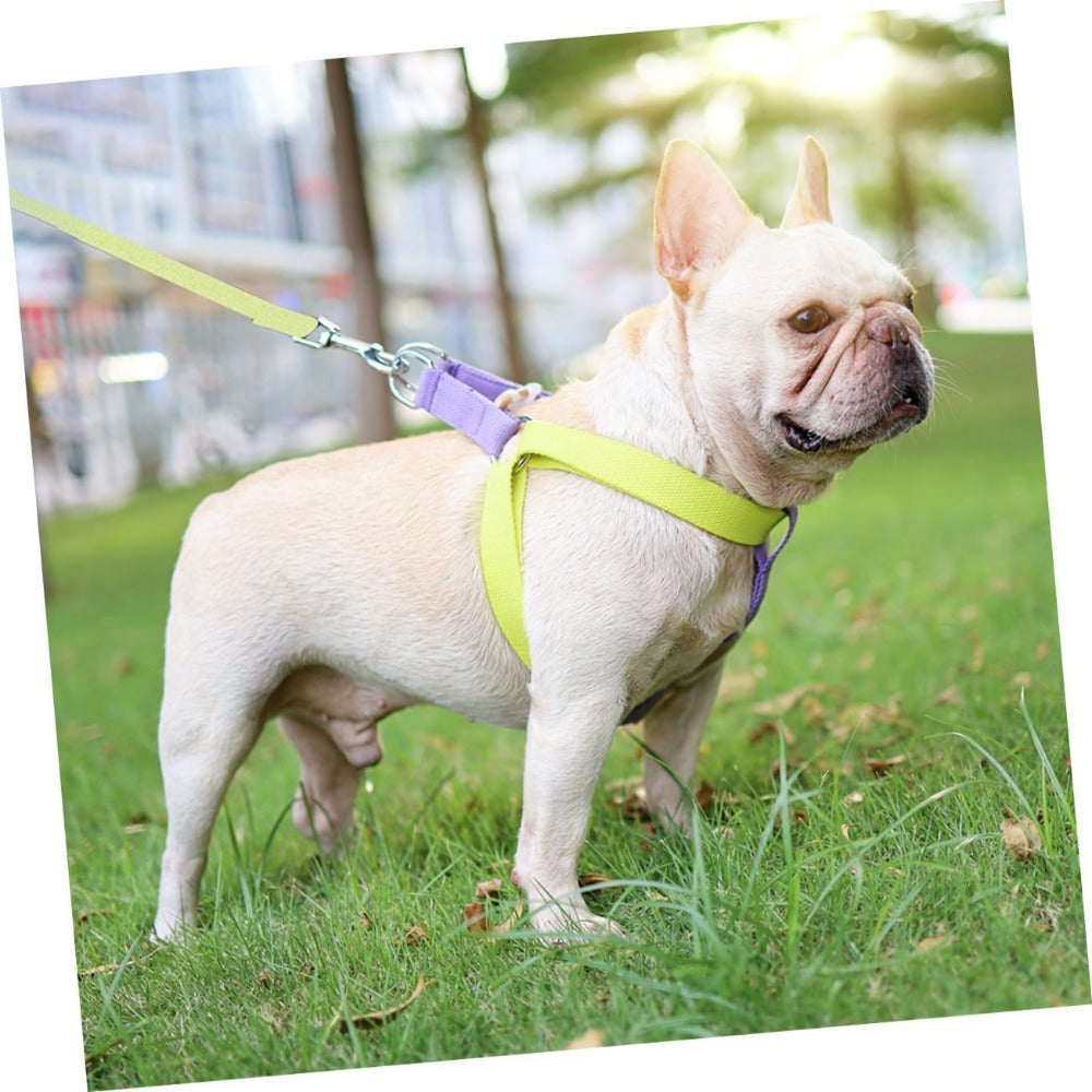 No-pull harness & leash set, small dogs – alternate view